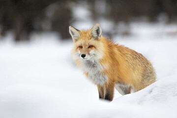 Red Fox Portrait-Yellowstone