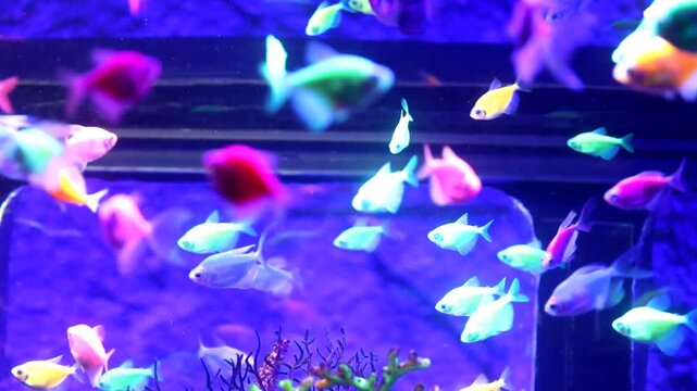 A dynamic school of neon glofish swimming in the clear water of a modern aquarium. Bright genetically modified fish create a living kaleidoscope of colors among underwater plants.
