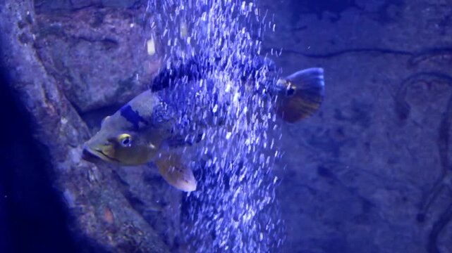 ​A large striped cichlid rests peacefully on the aquarium floor amidst fine aeration bubbles. The exotic freshwater fish showcases vibrant patterns in crystal clear water.