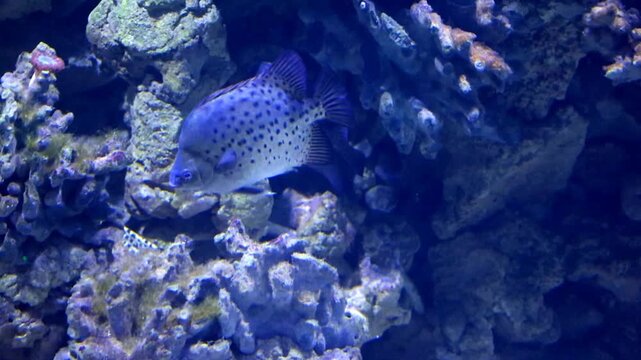 Exotic spotted scat fish swims gracefully through clear aquarium water. The unique patterned body of this tropical inhabitant stands out against lush green plants and decor.
