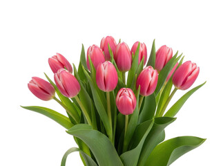 Fototapeta premium Vibrant pink tulips bouquet isolated on transparent background