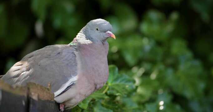 Portrait of Common wood pigeon perching on garden fence
