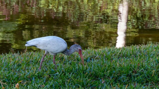 Juvenile Ibis feeding near a pond in Bonita Springs, Florida.