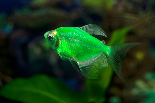 Aquarium  fish-ternetzi swim. The Latin name Gymnocorymbus ternetzi. Close-up, blue background. One fish is green.
