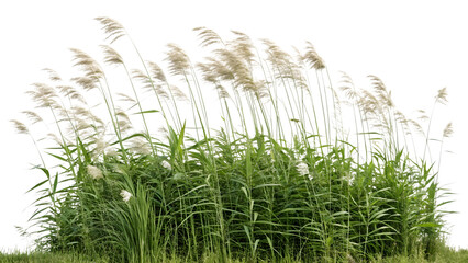 Tall green reeds with feathery white plumes blowing gently in the wind on transparent background