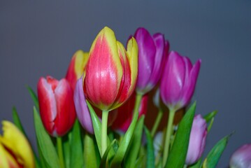 Obraz premium Tulipanes de color morado, rojo, amarillo sobre fondo gris