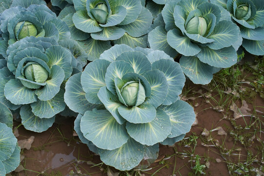 Danish ballhead cabbage in the garden, close-up. Green cabbage, in the shape of rose blossom, is covered in water droplets. The concept of growing vegetables in a home garden. Real photo, high angle. 