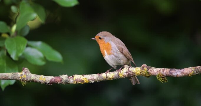 European robin perched on tree branch