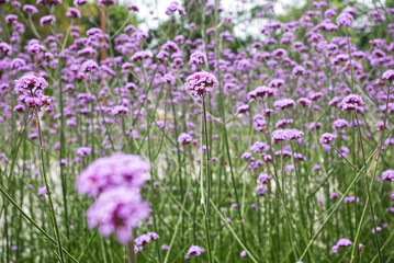 Obraz premium Argentine Verbena Plant, Verbena bonariensis