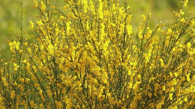 Cinematic close-up of scotch broom branches (Cytisus scoparius) waving in wind, yellow spring flowers in 4k