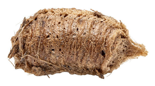 Brown Praying Mantis Ootheca Egg Case isolated PNG with Transparent Background