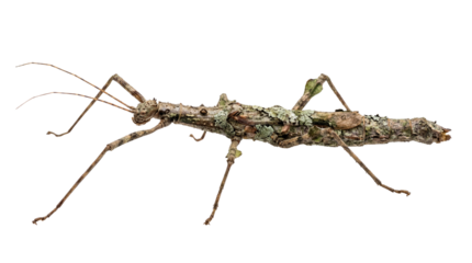 Brown and green stick insect camouflaged with lichen texture isolated PNG with Transparent Background