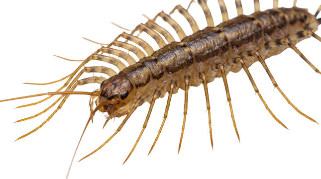 Close-up of a brown house centipede with many legs and antennae isolated PNG with Transparent Background
