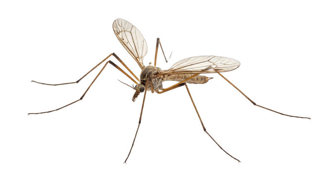 Close-up of a single brown mosquito with translucent wings isolated PNG with Transparent Background