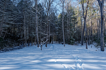 Snow covered trails in the forest