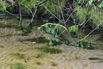 Green algae on the ground, close-up. Natural background