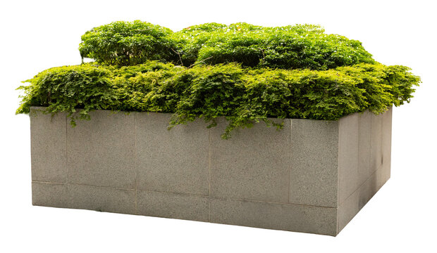 A planter made of stone holds lush green plants on top. This cut-out element is ready for use in design projects or presentations, enhancing various themes
