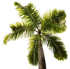 Obraz premium The image shows a tall palm tree viewed from underneath, capturing the green fronds and the trunk. The background is transparent, emphasizing the tree's shape