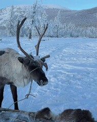 Reindeer in the winter landscape