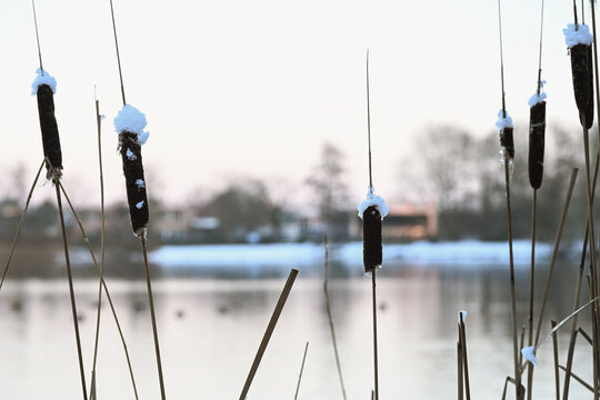Close-up of frozen cattails (Typha) with fresh snow on top. Minimalist winter lakeside scene near Zaltbommel, Netherlands, with a soft-focus background of a tranquil lake.