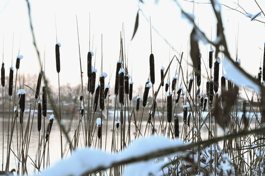 Close-up of frozen cattails (Typha) with fresh snow on top. Winter lakeside scene near Zaltbommel, Netherlands, with a soft misty background over the water.