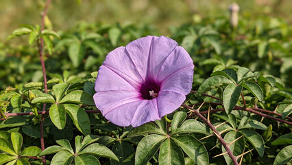 Purple flower blooming in a lush green garden.