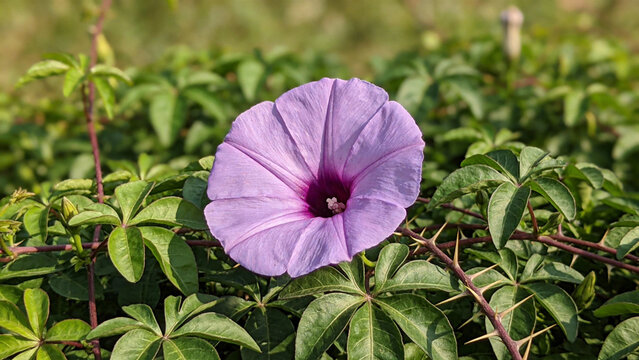 Purple flower blooming in a lush green garden.
