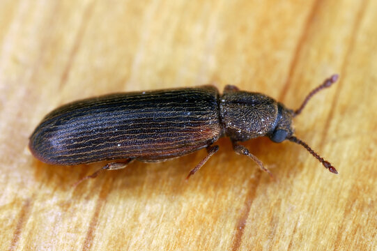 Beetle in the side. Species Cosmopolitan powder post beetle alco called oak lyctid, Lyctus linearis. Adult insect on wood.