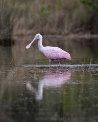 Naklejka premium Juvenile Roseate Spoonbill