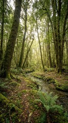 Obraz premium Serene forest stream pacific northwest nature photography lush greenery tranquil scene