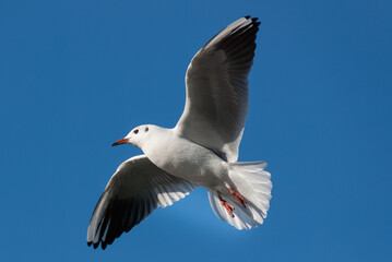 Fototapeta premium Seagull Flying Against Blue Sky