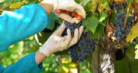 Fototapeta premium Vineyard Grape Pruning, Carefully Inspecting And Removing Damaged Grapes In Vineyard With Shears