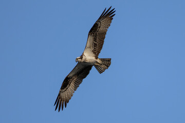 Fototapeta premium Osprey Gliding with Wings Spread