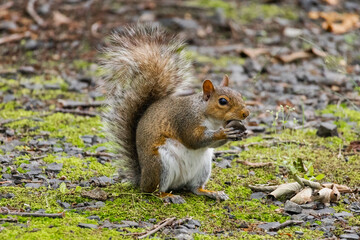 Eastern Gray Squirrel Eating on Forest Floor © Emily McKenna