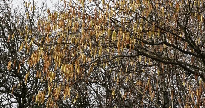 Noisetier sauvage (Corylus avellana) en hiver couvert de chatons m&acirc;les jaun&acirc;tres en forme de grappes d'&eacute;pis pendants le long de rameaux souples se balan&ccedil;ant gracieusement dans le vent 
