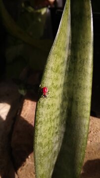 Adult Scarlet Lily Beetle, Lilioceris lilii, on Sansevieria Leaf. Vertical Video of Garden Pests.