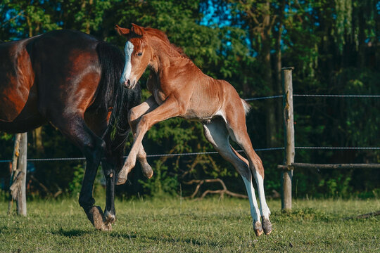 Playful foal jumping and playing with adult horse on green pasture