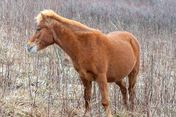 A Brown Pony Eating Grass in the Grayson Highlands Virginia