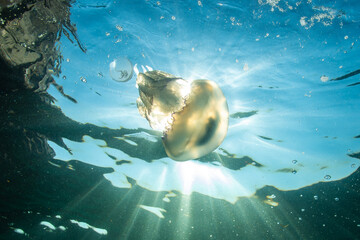 Rhizostoma pulmo Jellyfish in the Marmara Sea