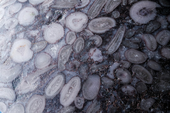 Macro Focus Stacking of Fossiliferous Oolitic Limestone Sedimentary