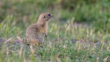 Fototapeta premium cute squirrel in the grass