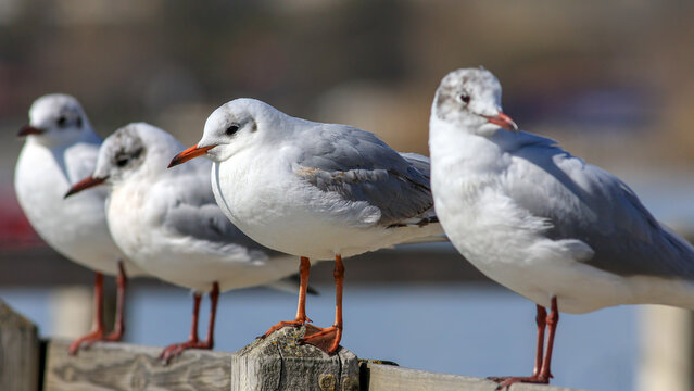 flock seagulls on a banch