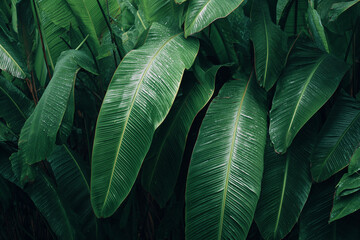 Banana leaves with water drops