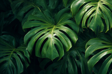 Monstera leaves. Dark tropical background