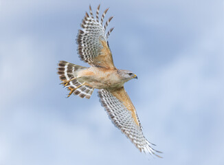 Fototapeta premium Red Shouldered Hawk in flight at the Stick Marsh in Florida.