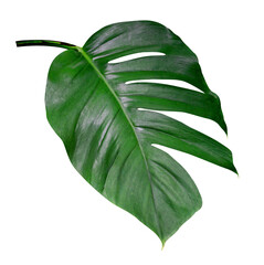 Green leaves pattern,leaf monstera isolated on white background,include clipping path © Ranger