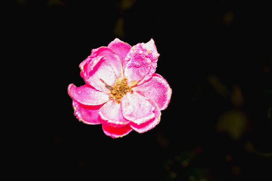 Top view, close distance of, a minnie pink rose, in full bloom, after a tropic rain, with a black background, under strobe lighting