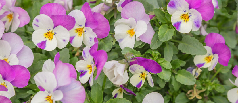 Banner. Close-up of delicate multicolor pansy flowers with yellow centers and green leaves, ideal for spring and summer floral projects. Viola cornuta