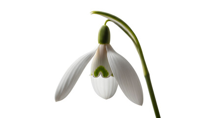 Snowdrop flower with delicate drooping petals and soft translucency, captured with refined studio lighting. Isolated on White background.