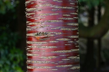 Zdjęcie macro, kora drzewa wiśniowego. © Pawel Zabczyk
